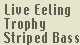 Live Eeling Trophy Striped Bass